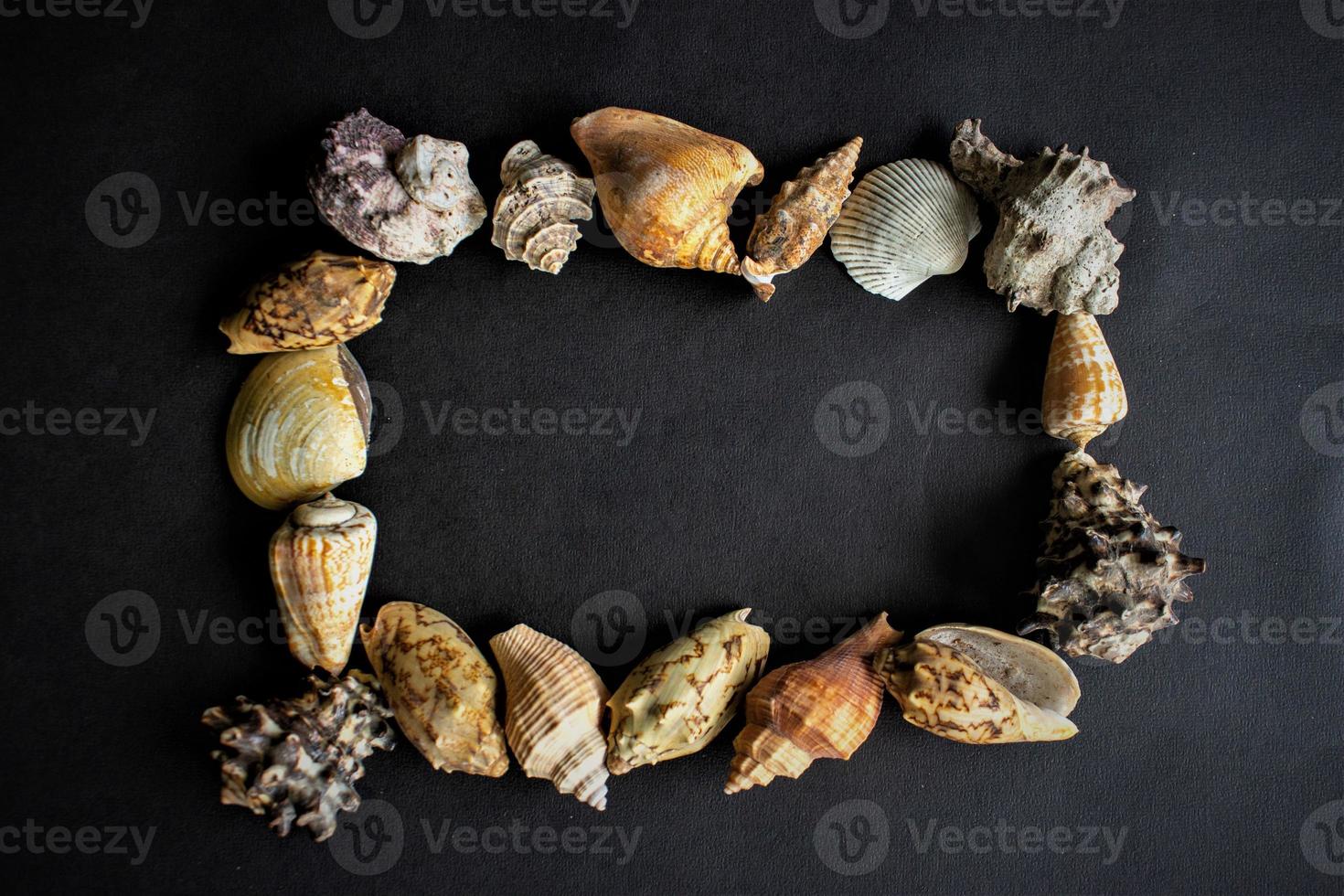 conchas marinas, conchas, vieiras y mejillones con forma de círculo aislados en fondo negro. foto