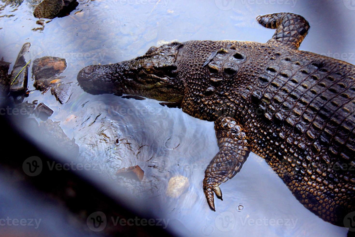 buaya muara, crocodile, Crocodylus porosus Saltwater crocodile, Indo Australian crocodile, Man eater crocodile. sunbathing at the swamp zoo photo
