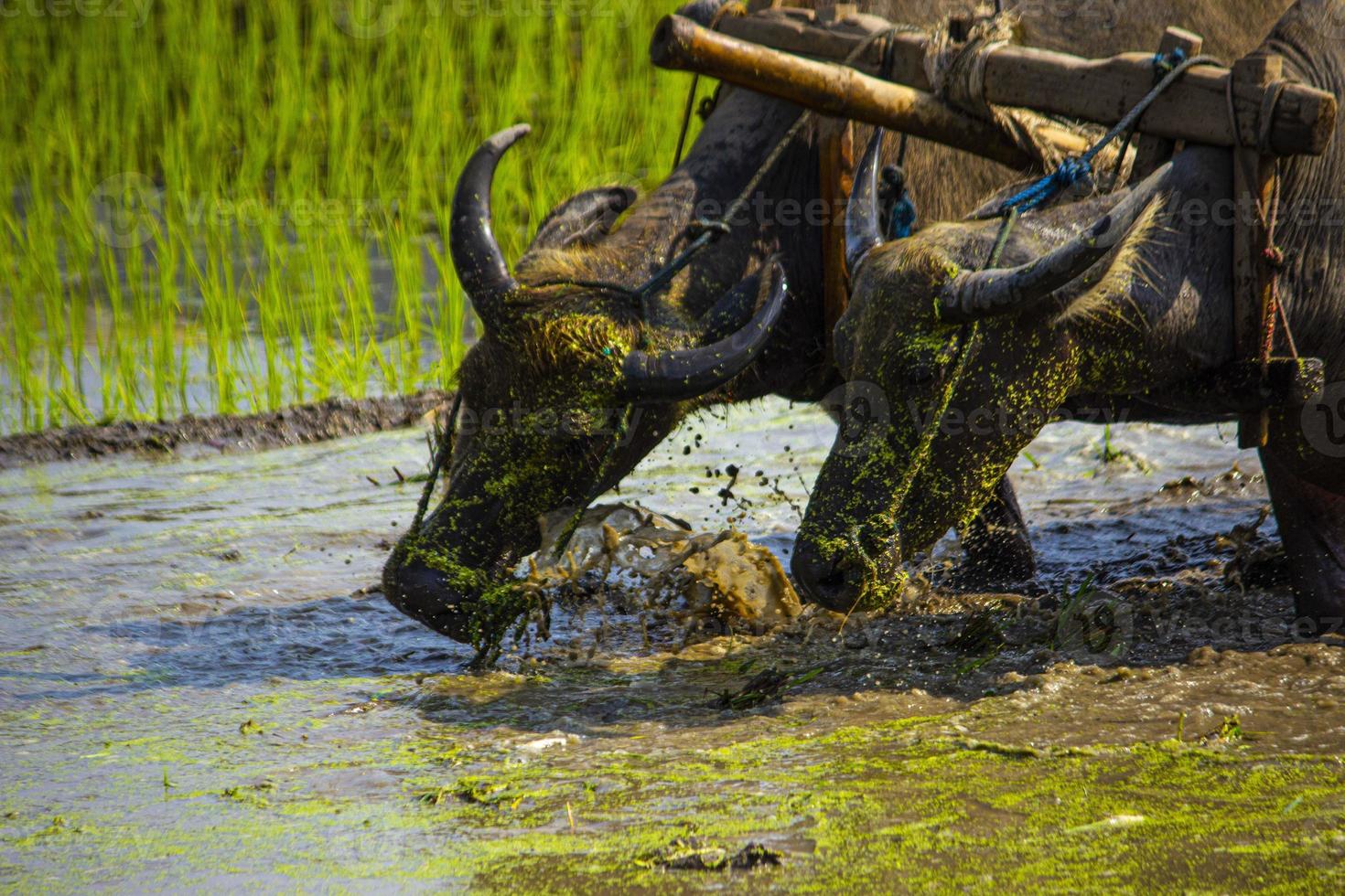 Farmer plowing paddy field with pair oxen or buffalo in Indonesia photo