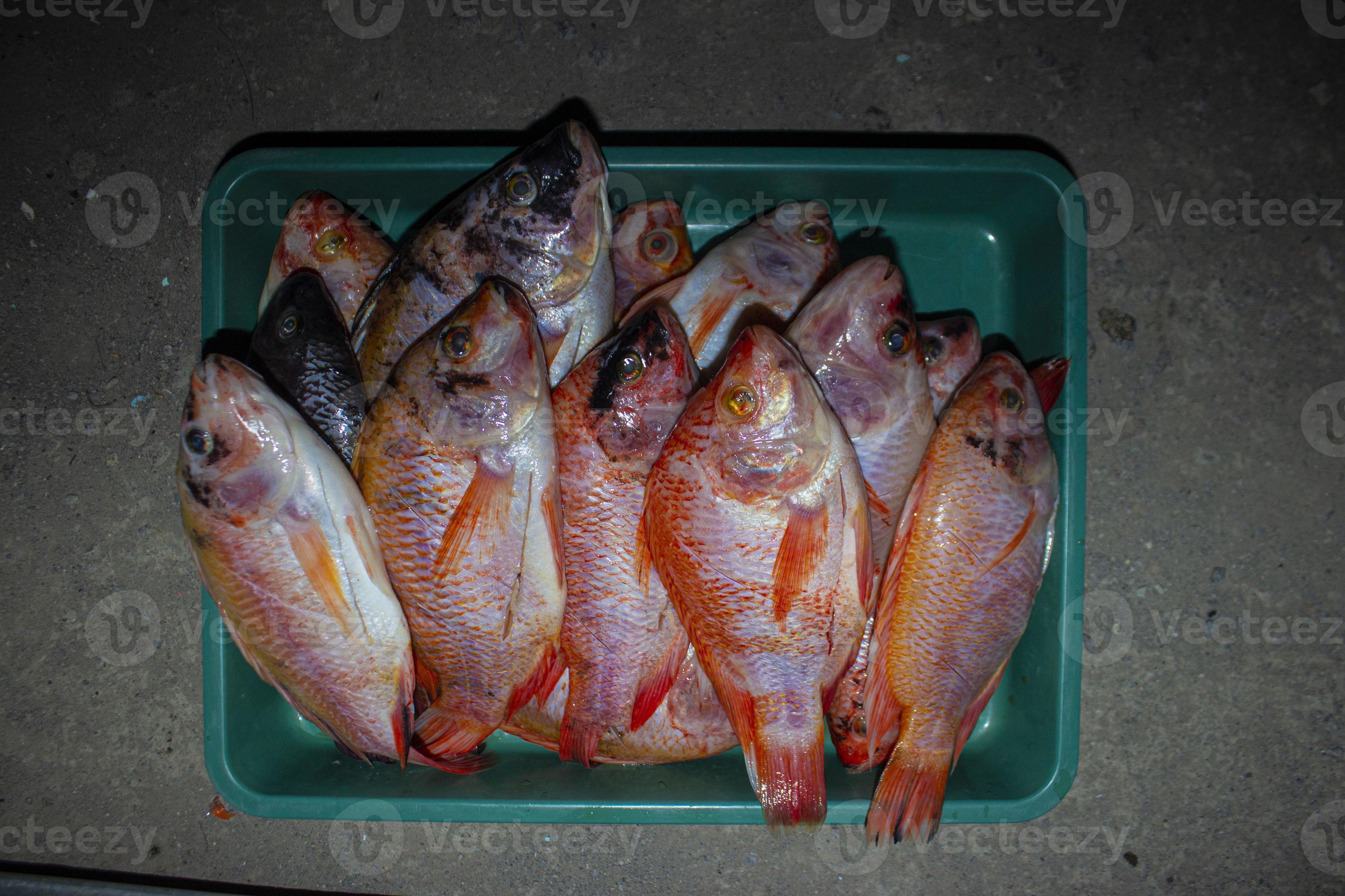 grilled fish Nile Tilapia on charcoal grill grilled fish Nile Tilapia