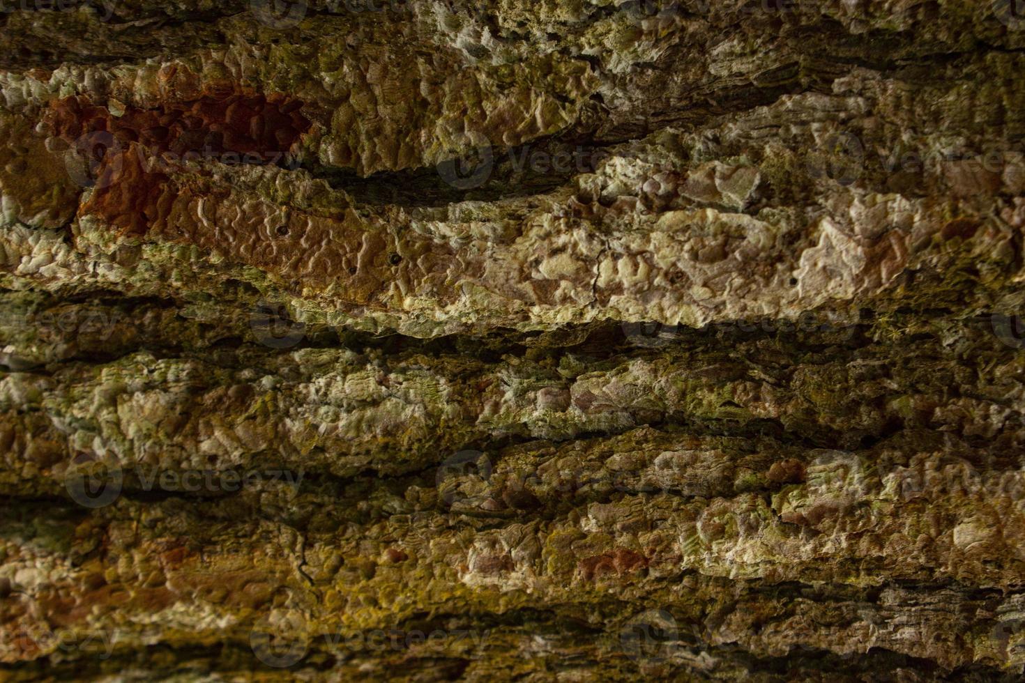 Pine tree bark texture close up. Background of plane tree bark, plane tree bark texture. pine forest photo