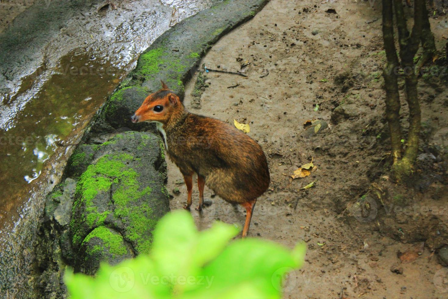 Little a mouse,deer Chevrotain kancil in zoo photo