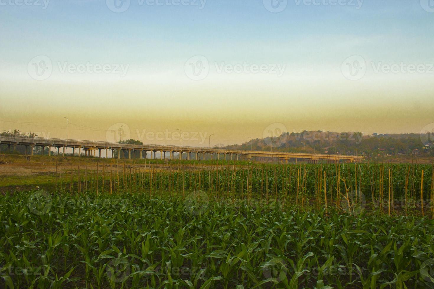 Beautiful morning sunrise over the corn field, indonesia photo