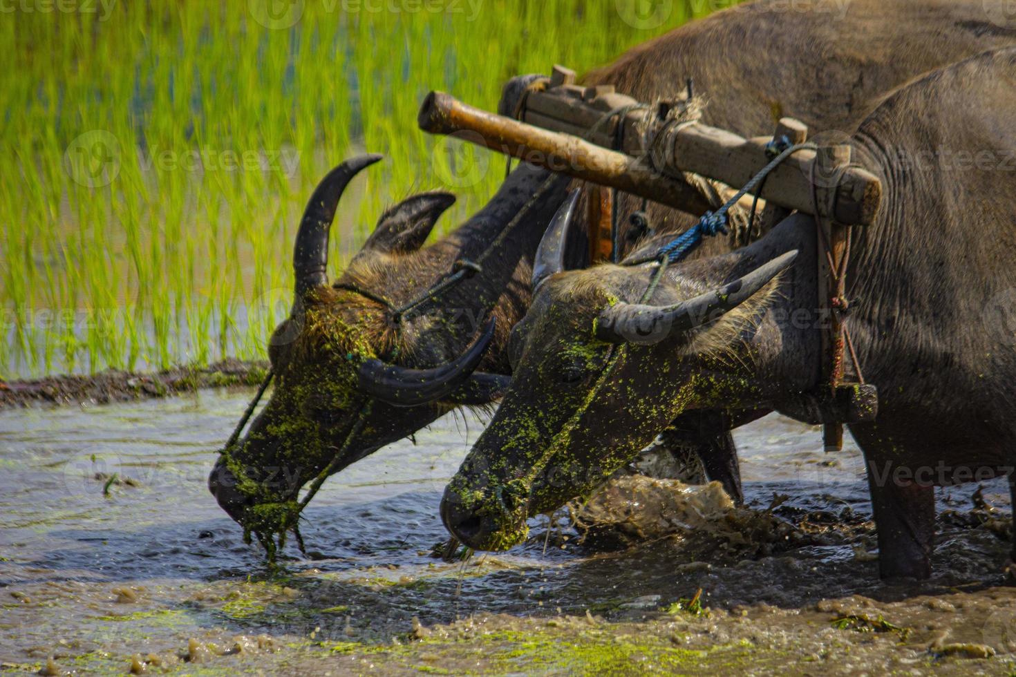 granjero arando arrozales con un par de bueyes o búfalos en indonesia foto