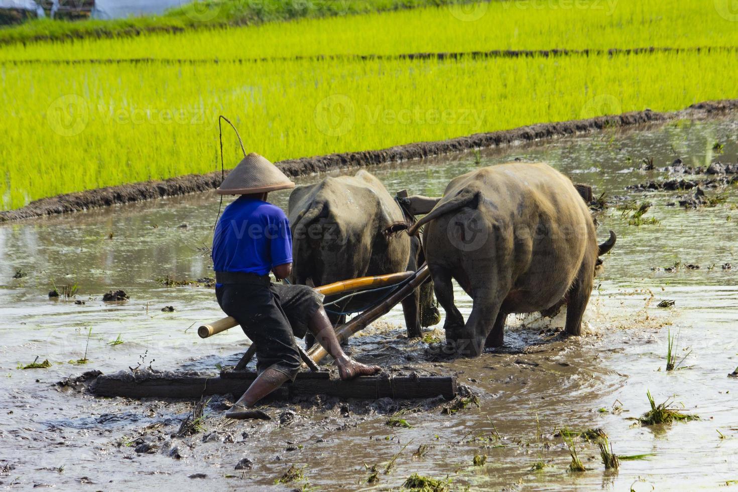 Farmer plowing paddy field with pair oxen or buffalo in Indonesia photo