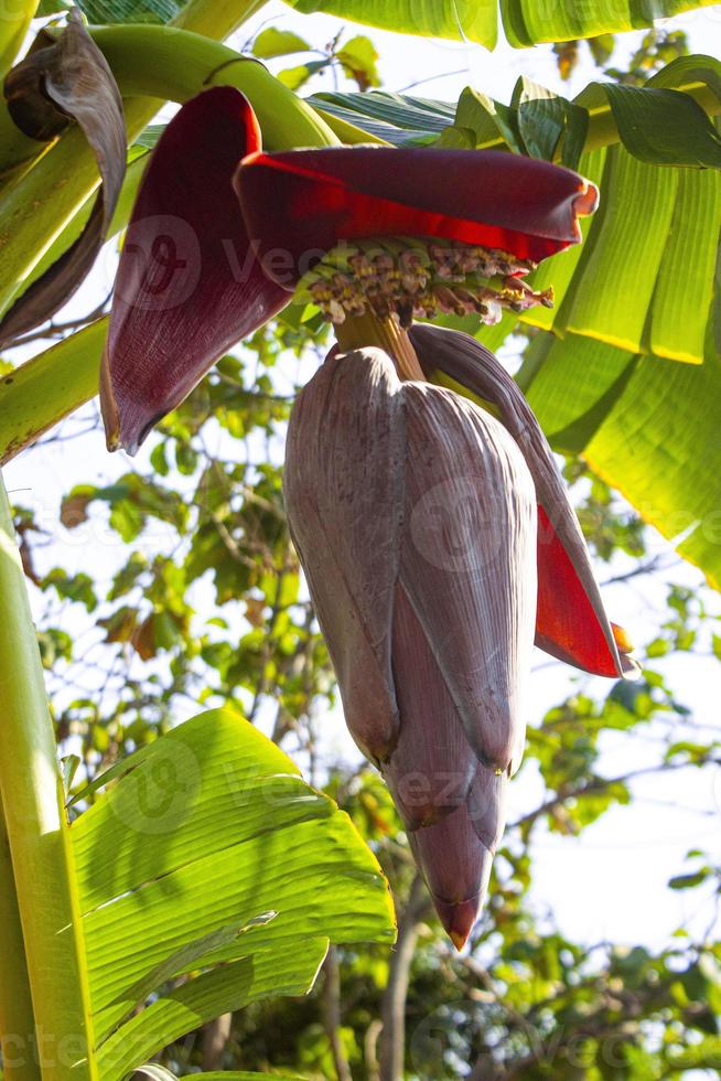 banana blossom or jantung pisang or Musa Paradisiaca on tree photo