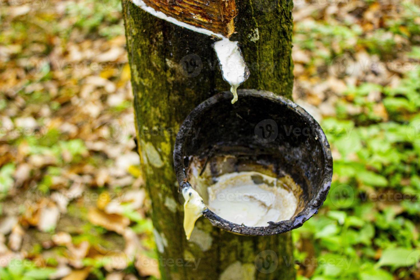 natural Milky latex extracted from rubber trees plantation as a source of natural rubber in field photo