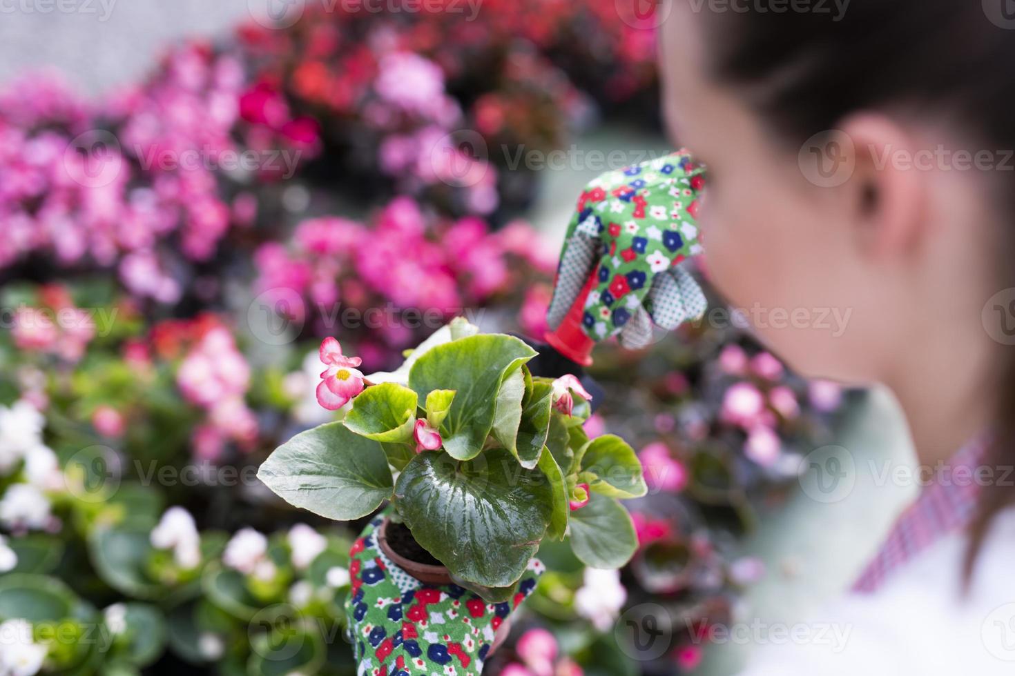Young woman at a nursery holding flower plant in her hands as she kneels in the walkway between plants. photo