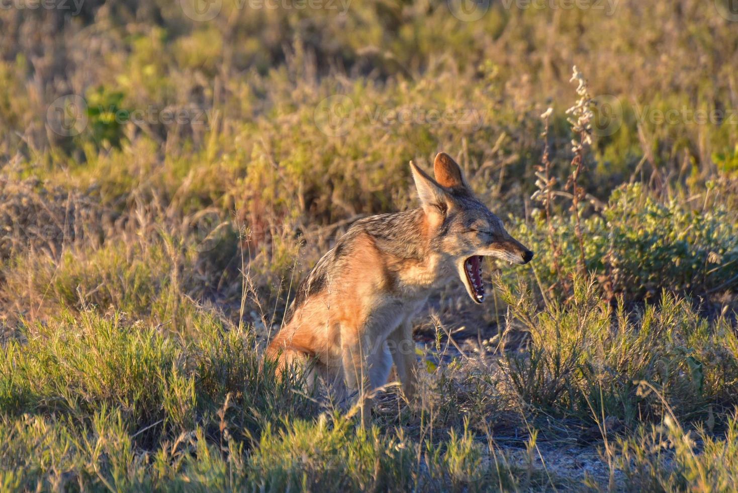 Jackal - Etosha, Namibia photo