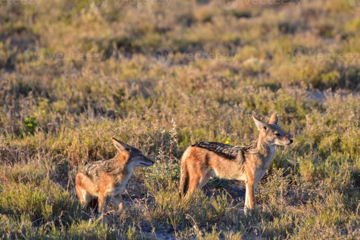 Jackal - Etosha, Namibia photo