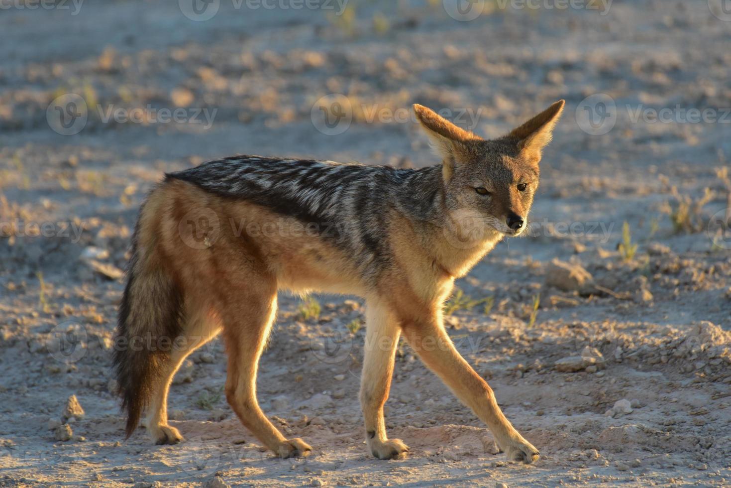 Jackal - Etosha, Namibia photo