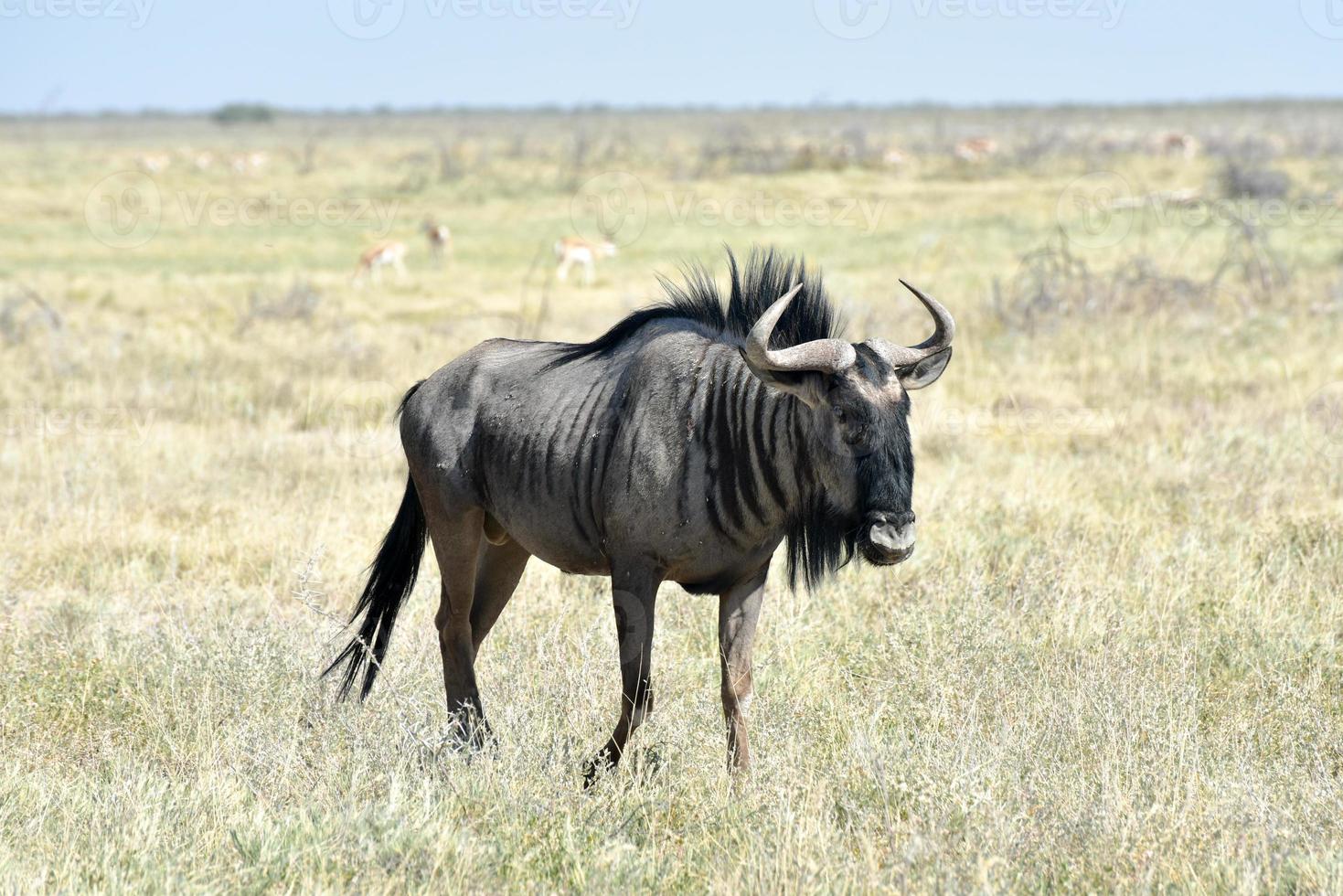 Wildebeest in Etosha National Park photo