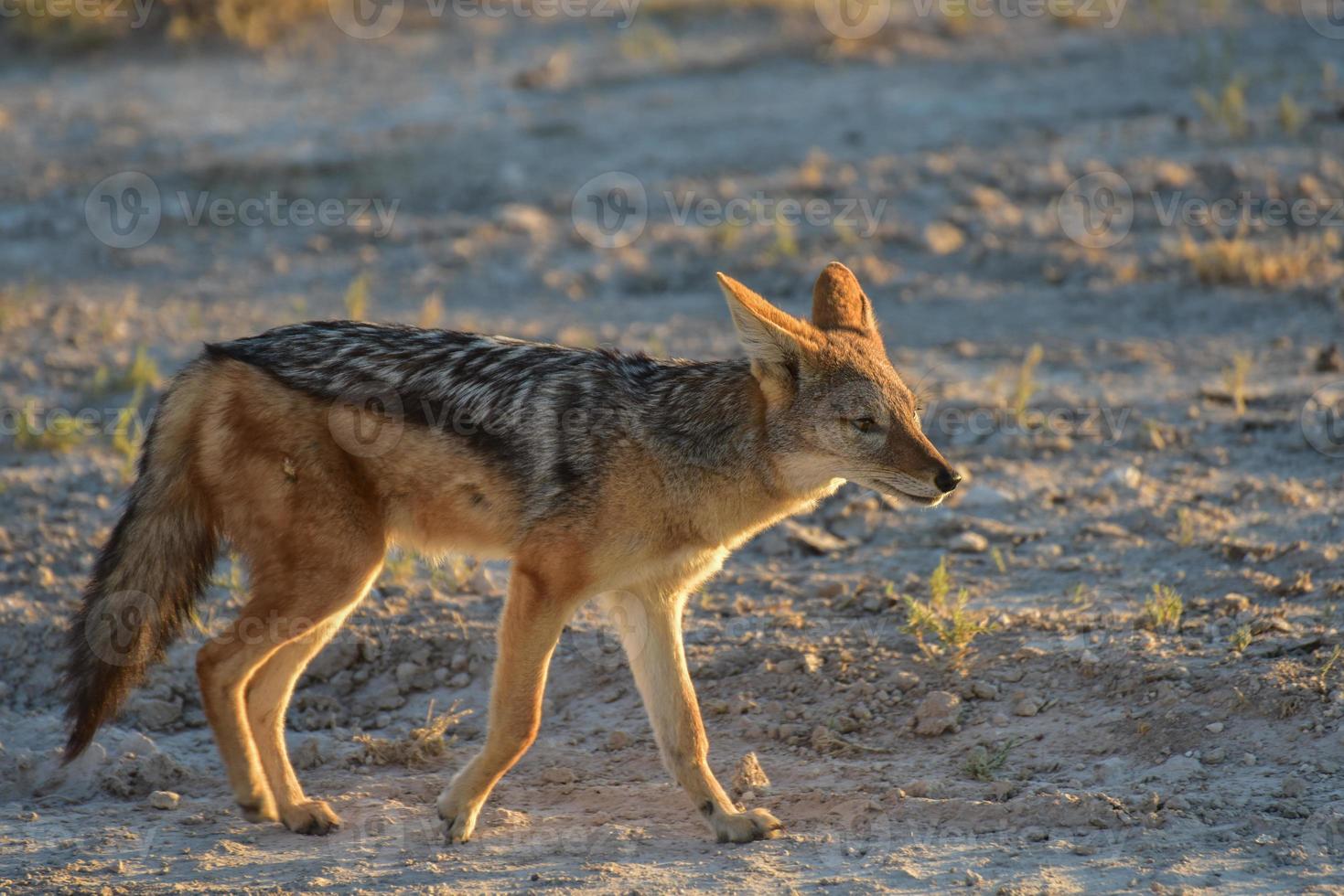 Jackal - Etosha, Namibia photo