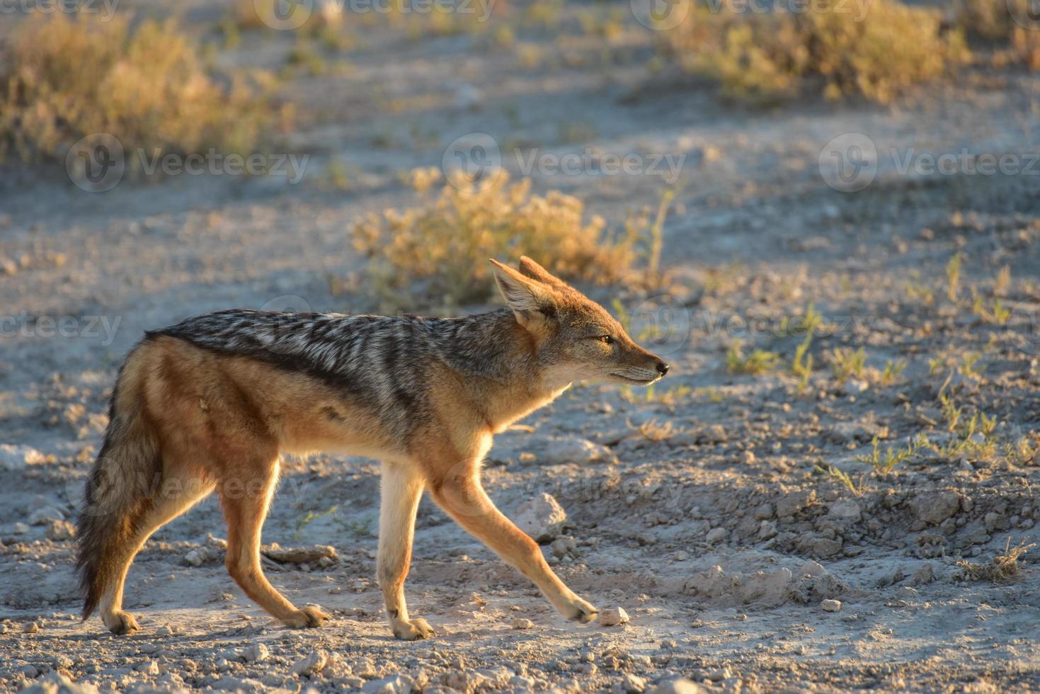 Jackal - Etosha, Namibia photo