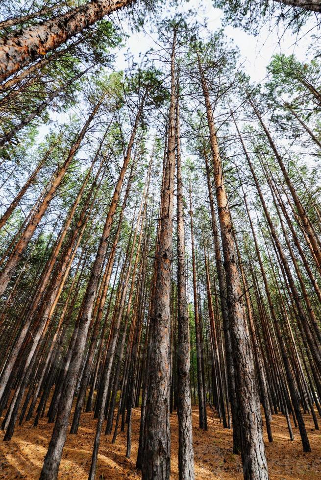 bosque de pinos siberianos foto