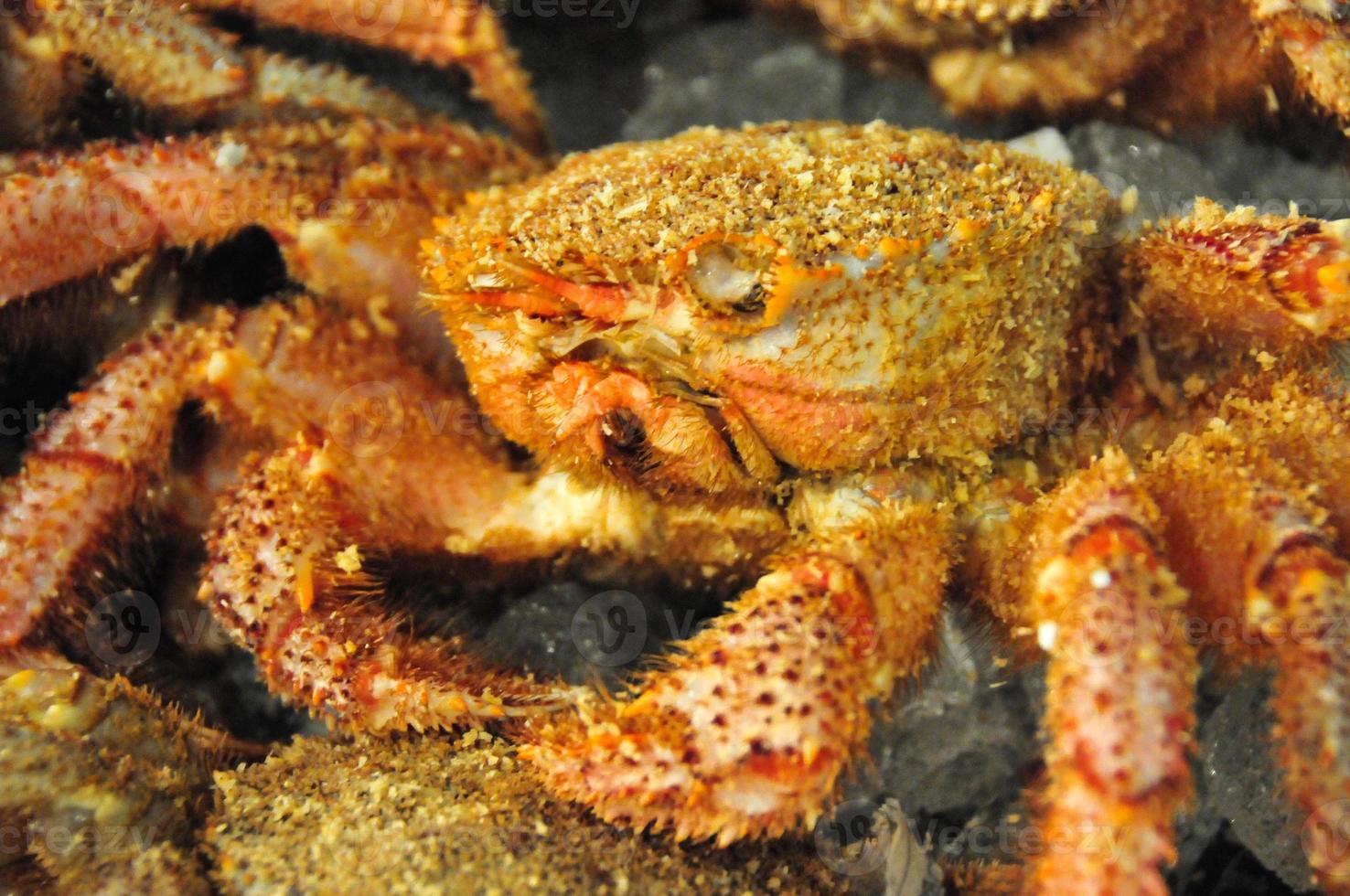 Fresh crab from the Tokyo Tsukiji Fish Market. photo