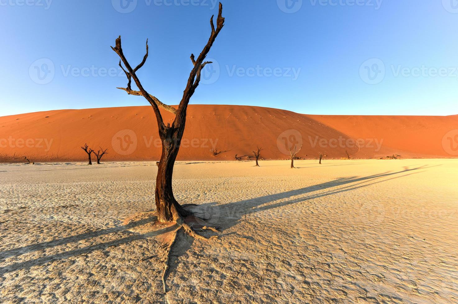 Dead Vlei, Namibia photo