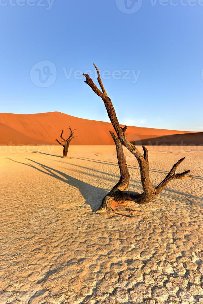 dead vlei, namibia foto