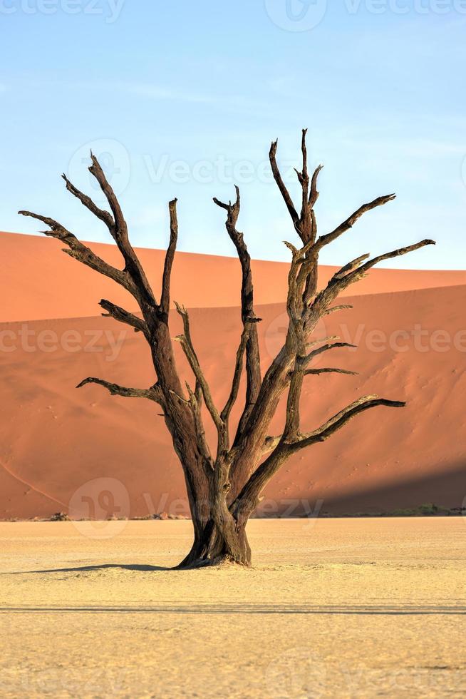 Dead Vlei, Namibia photo