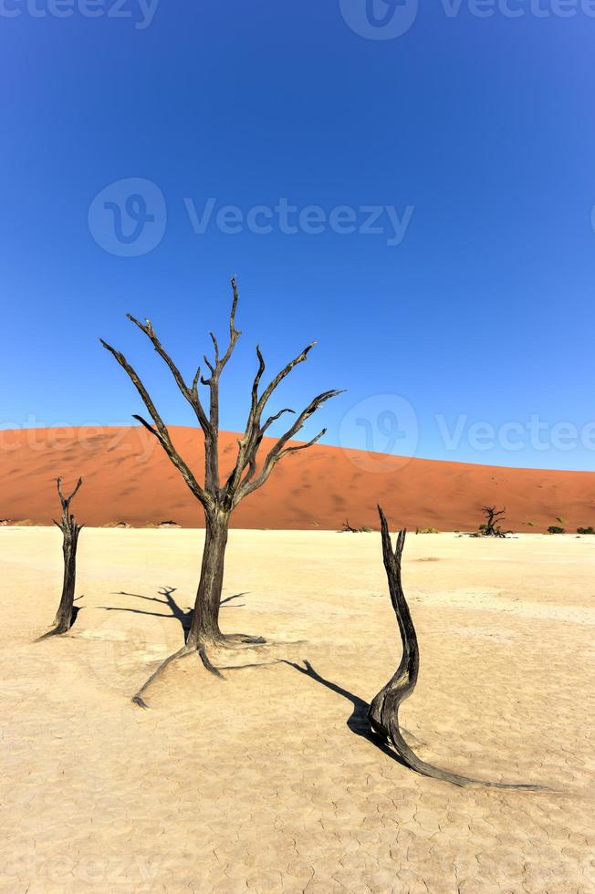 Dead Vlei, Namibia photo