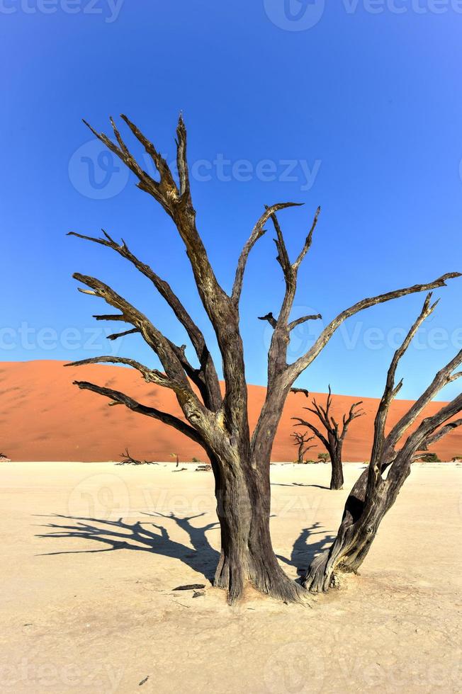 Dead Vlei, Namibia photo