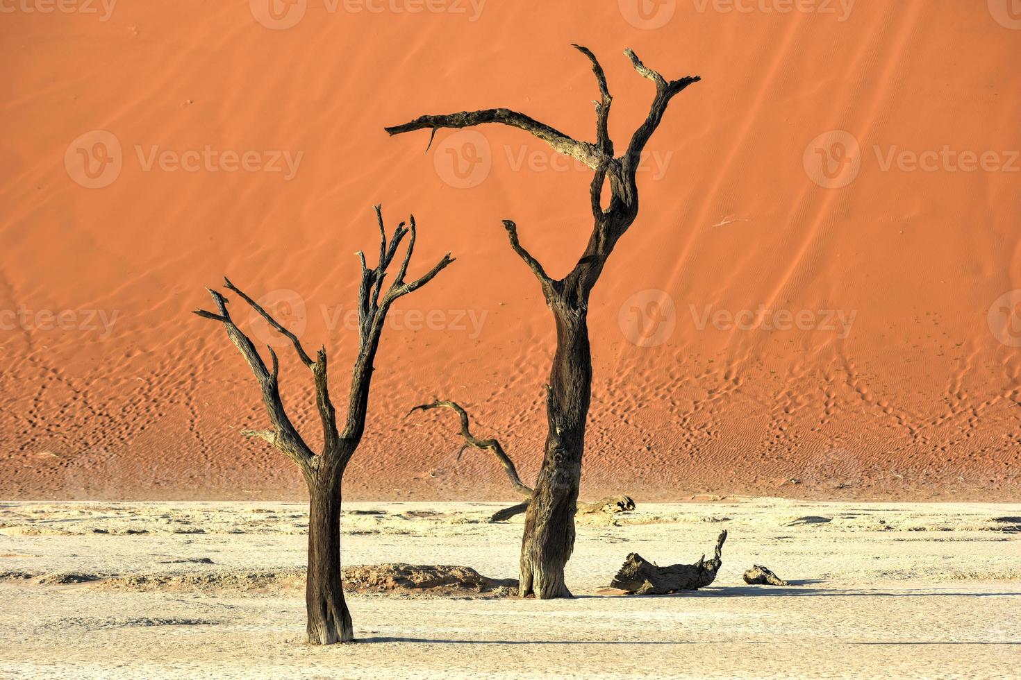 Dead Vlei, Namibia photo
