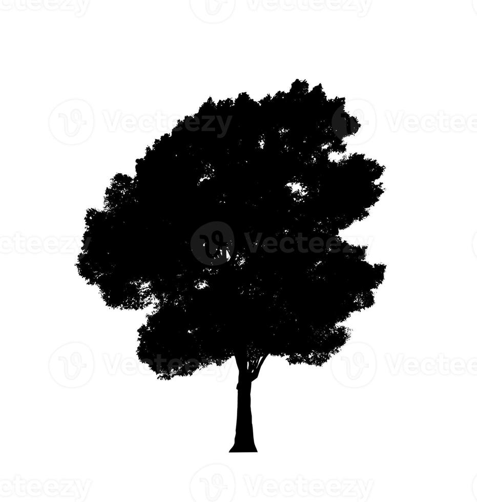 Tree silhouette for brush on white background photo