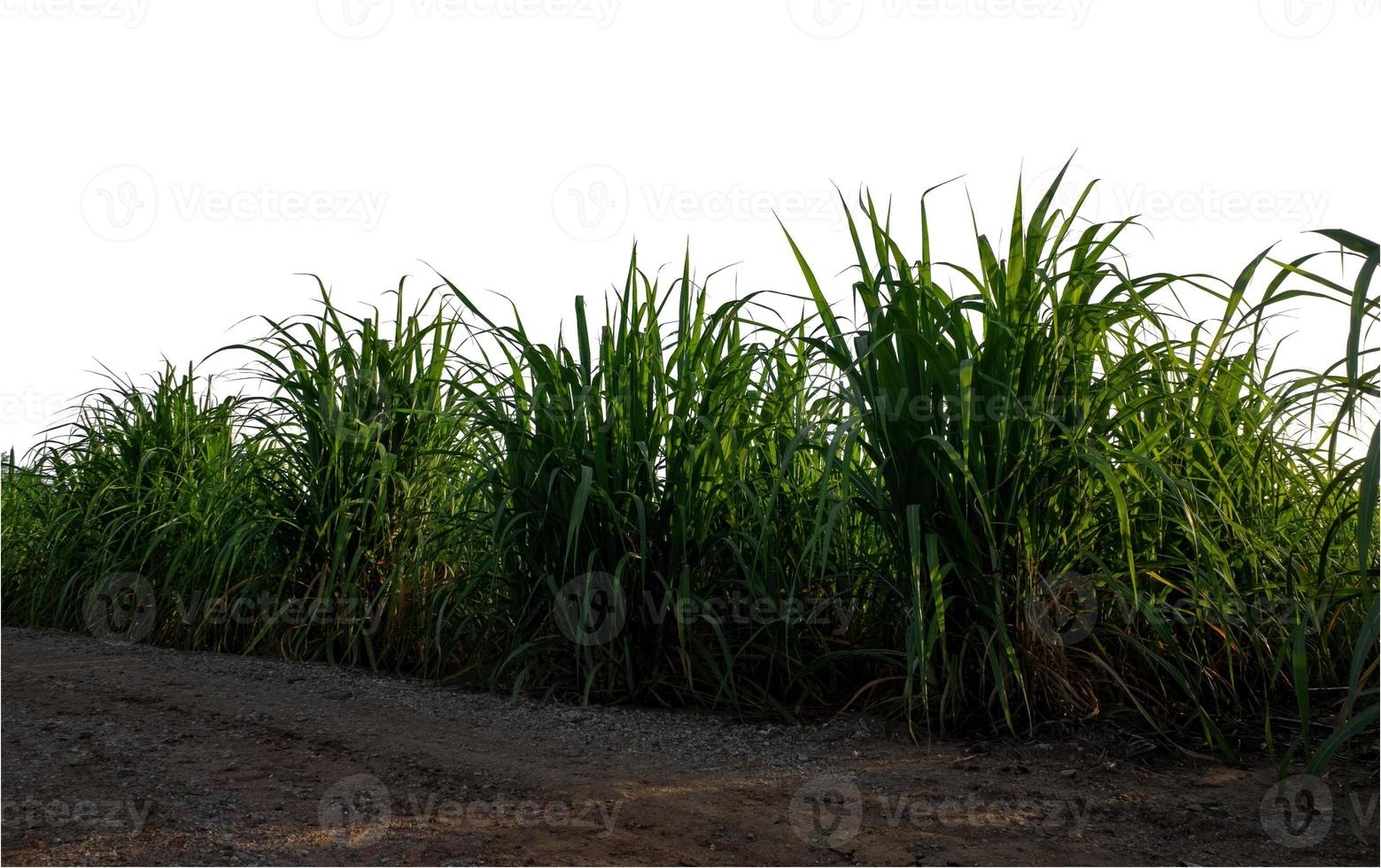 Sugar cane isolated on white background and cliping path photo