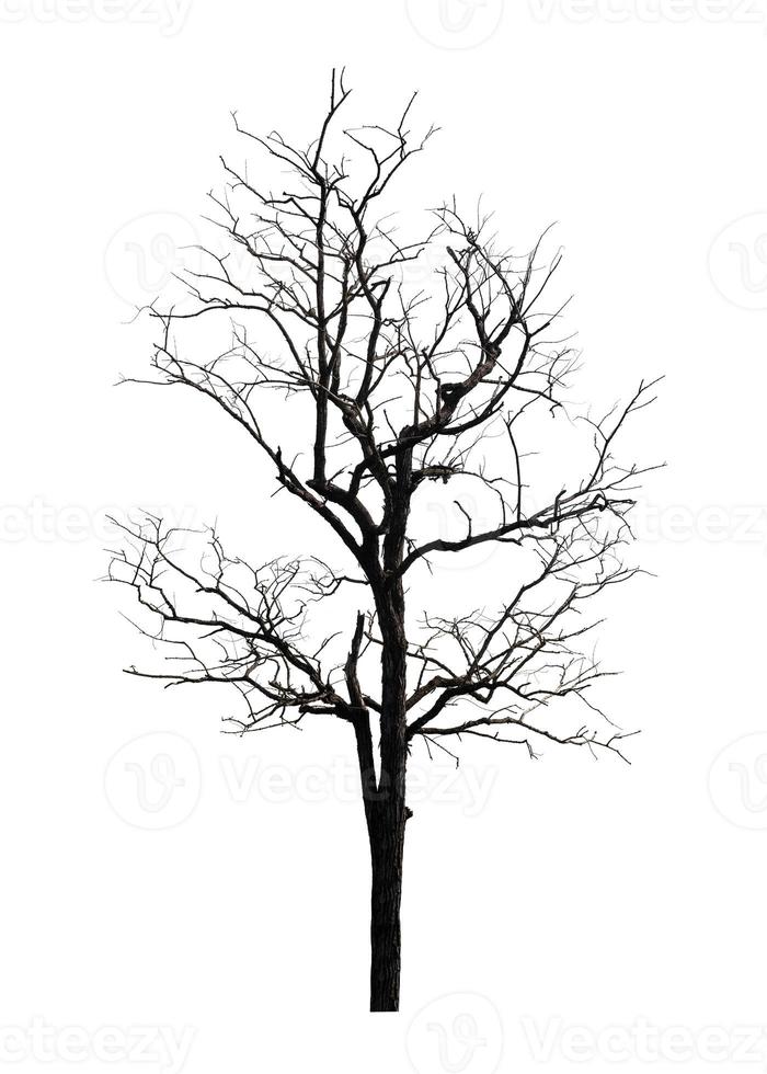 Tree silhouette for brush on white background photo