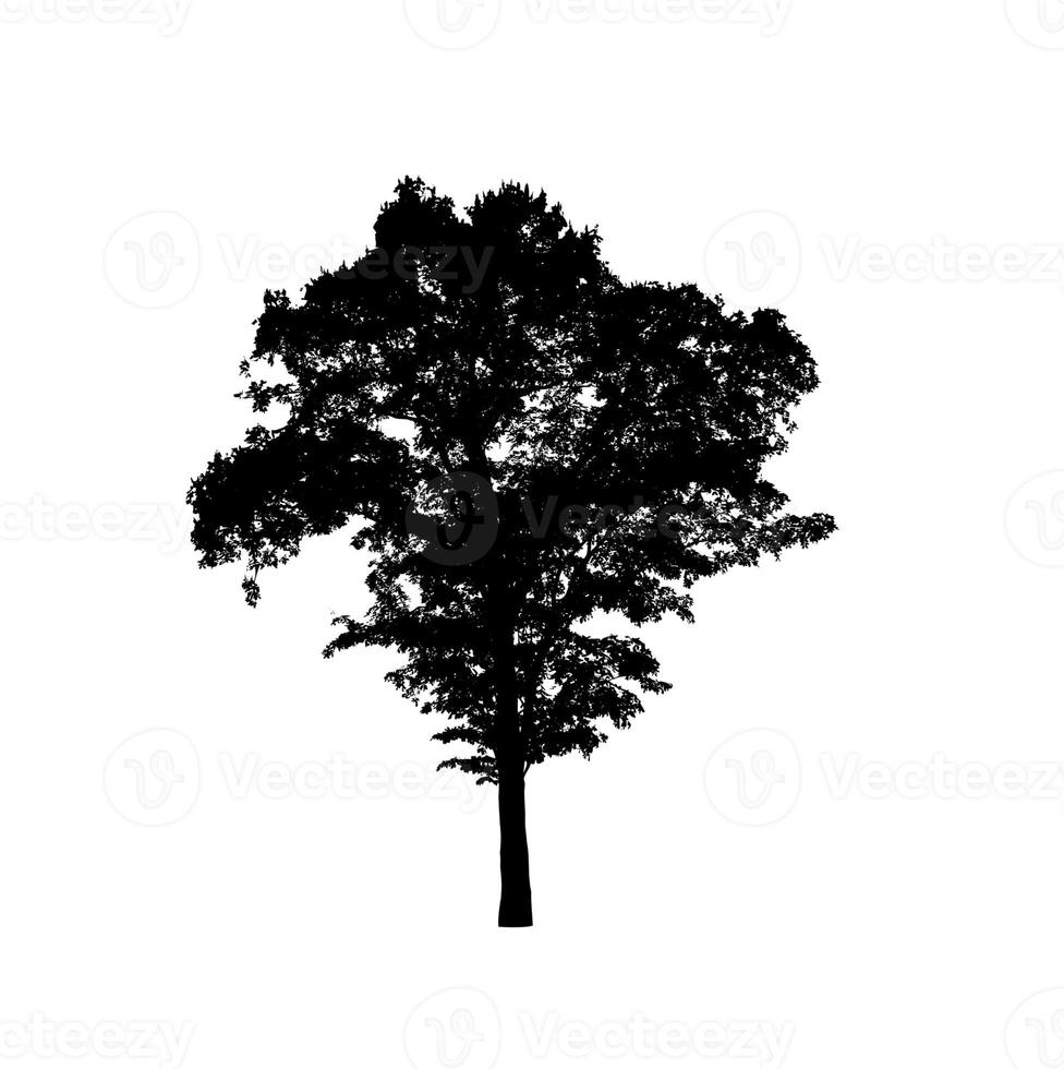 Tree silhouette for brush on white background photo