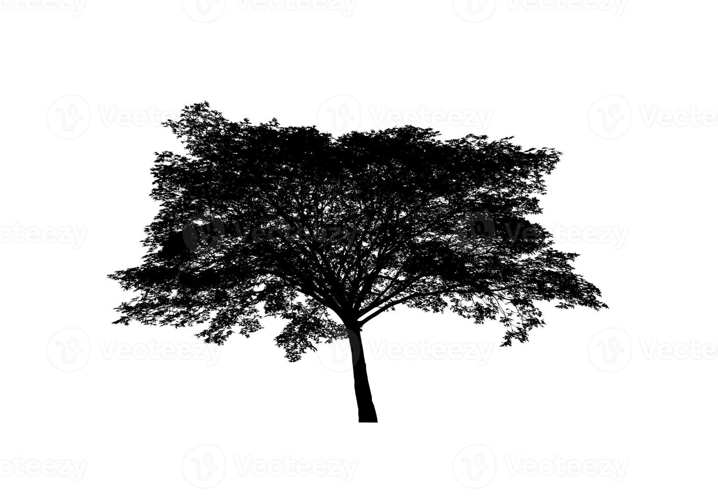 silueta de árbol para pincel sobre fondo blanco foto