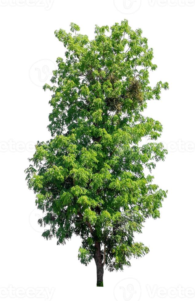 Tree that are isolated on a white background are suitable for both printing and web pages photo
