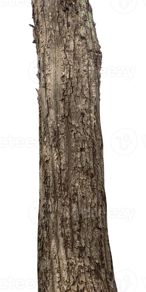 Trunk of a Tree Isolated On White Background photo