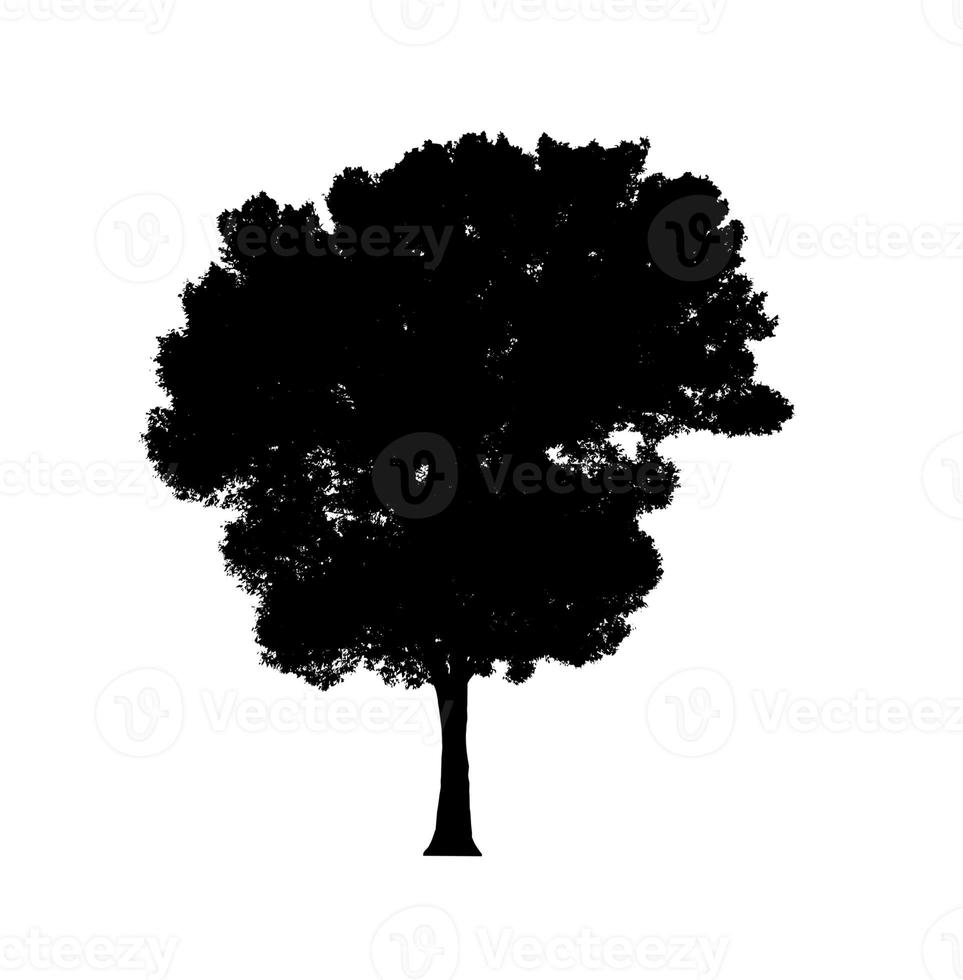 Tree silhouette for brush on white background photo