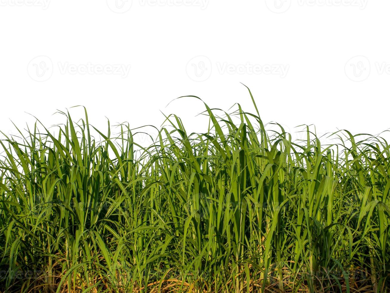 Sugar cane isolated on white background and cliping path photo
