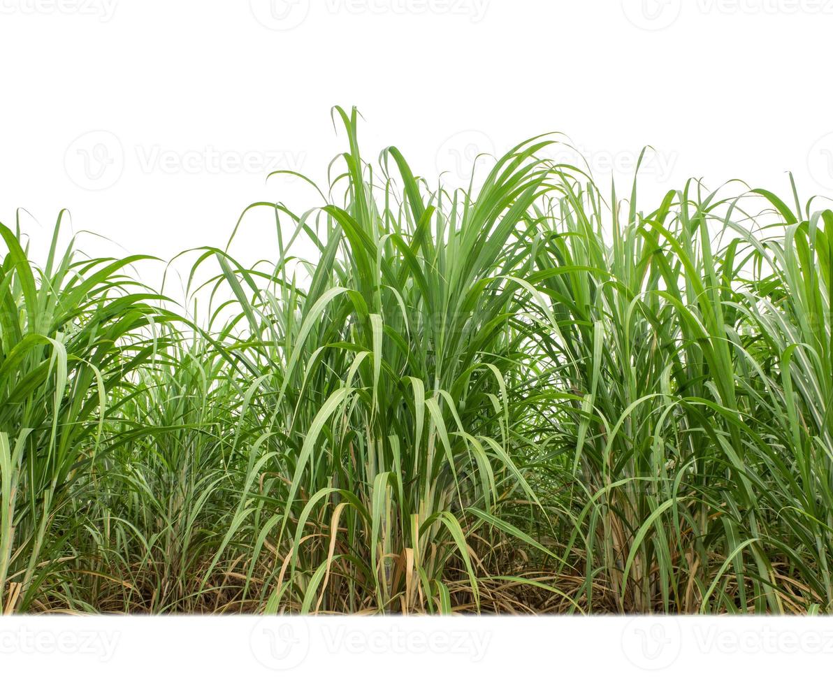 Sugar cane isolated on white background and cliping path photo