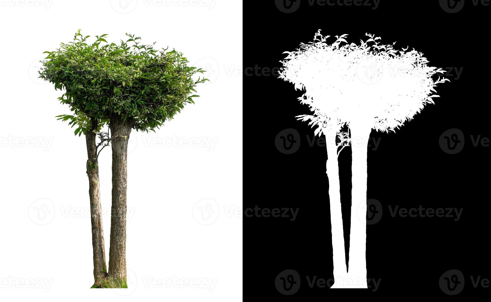 tree isolated on white background with clipping path and alpha channel photo