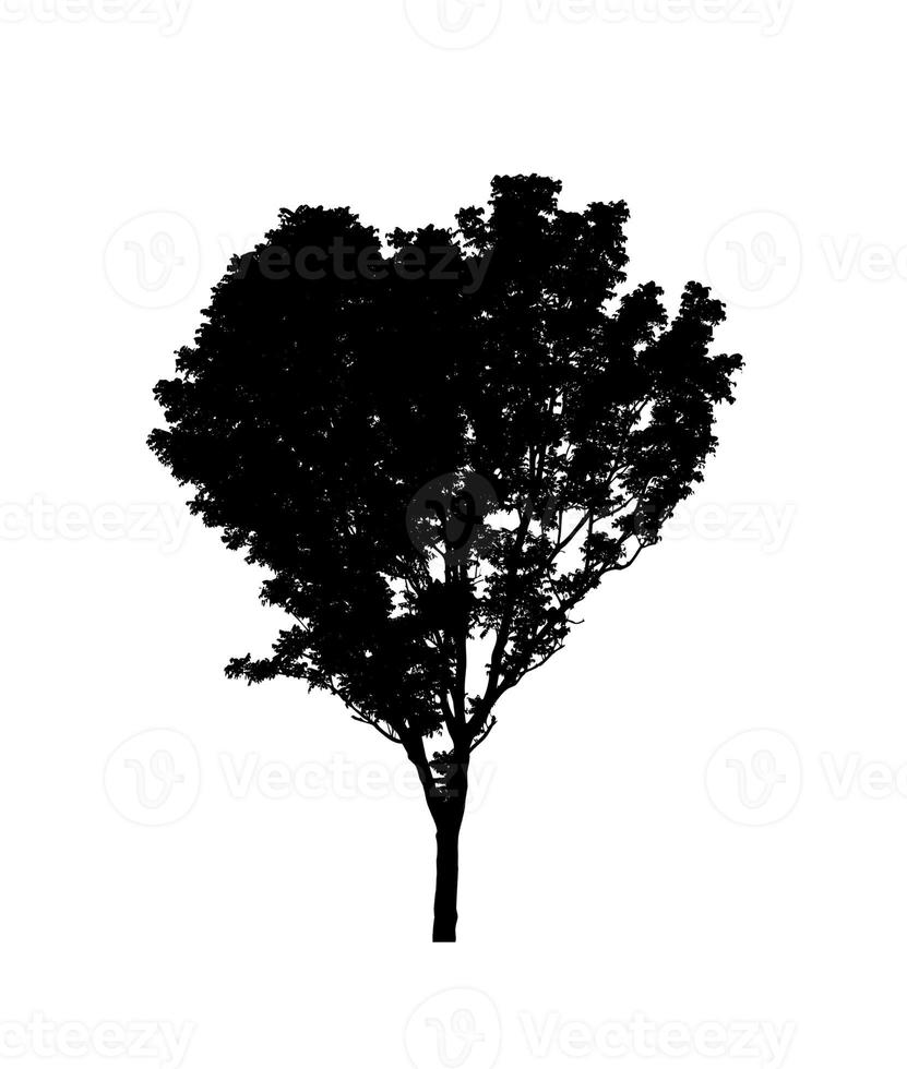 Tree silhouette for brush on white background photo