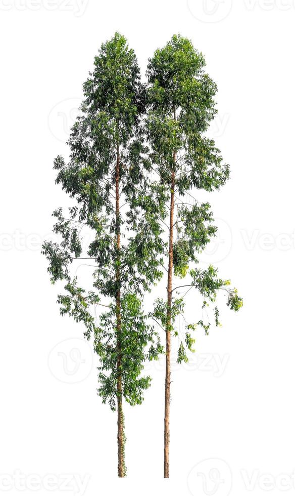 Tree that are isolated on a white background are suitable for both printing and web pages photo