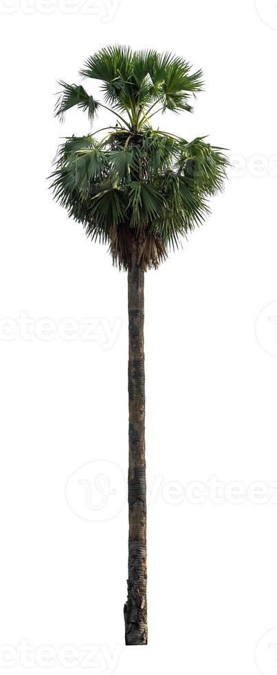 sugar palm that are isolated on a white background are suitable for both printing and web pages photo