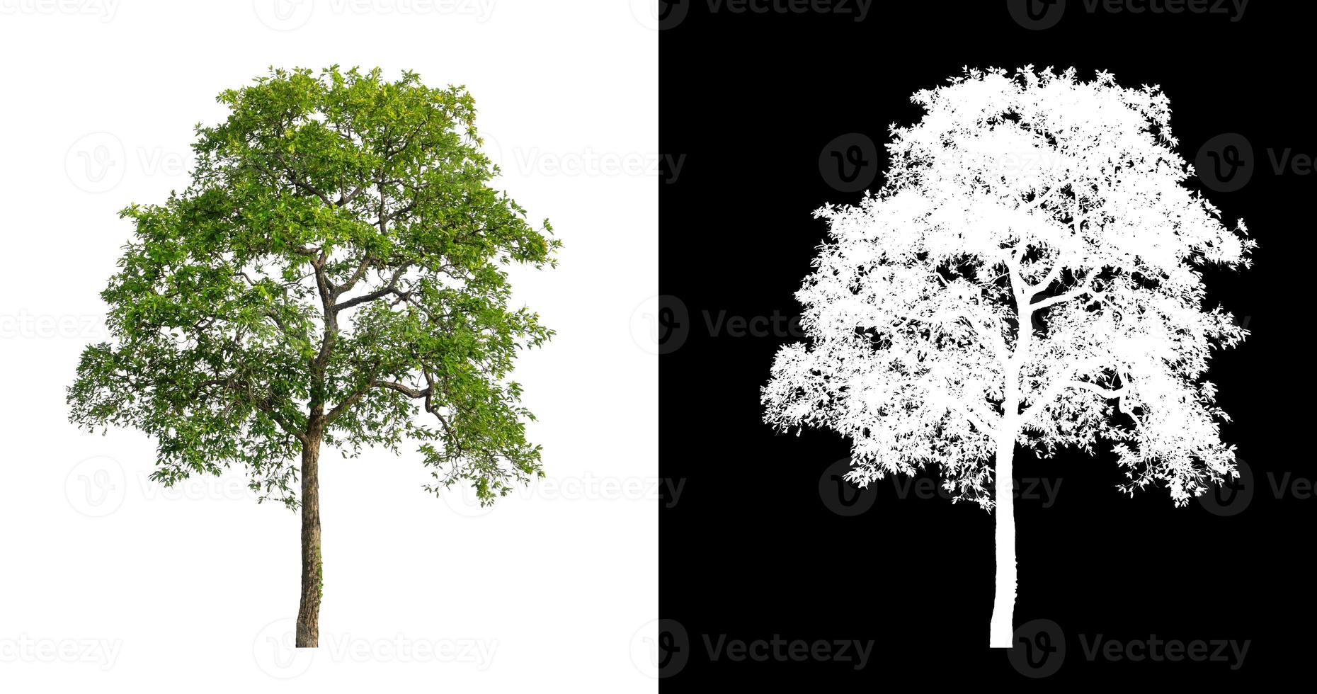 tree isolated on white background with clipping path and alpha channel photo