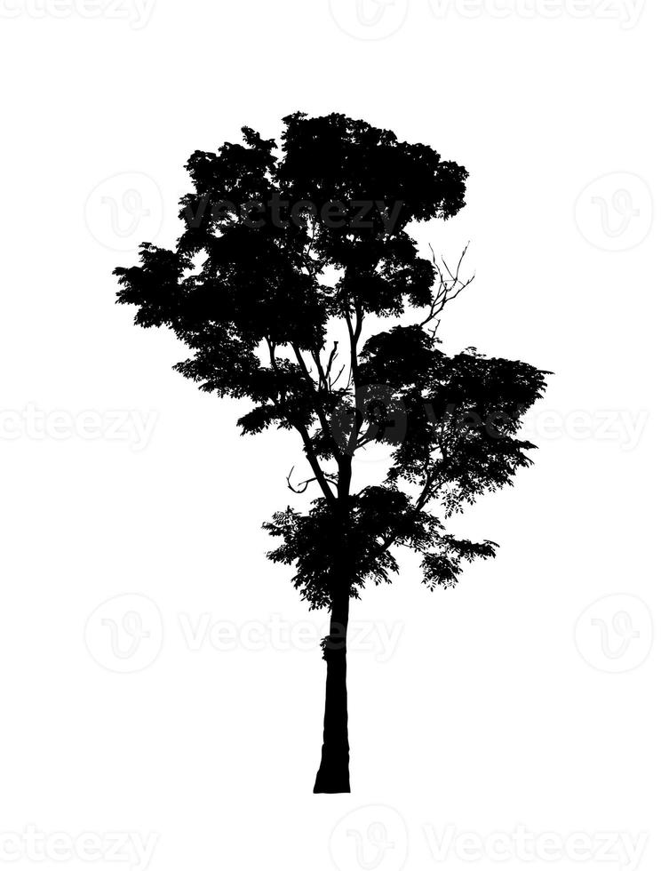 silueta de árbol para pincel sobre fondo blanco foto