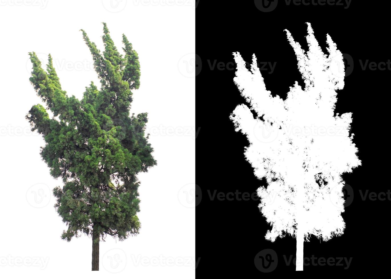 tree isolated on white background with clipping path and alpha channel photo