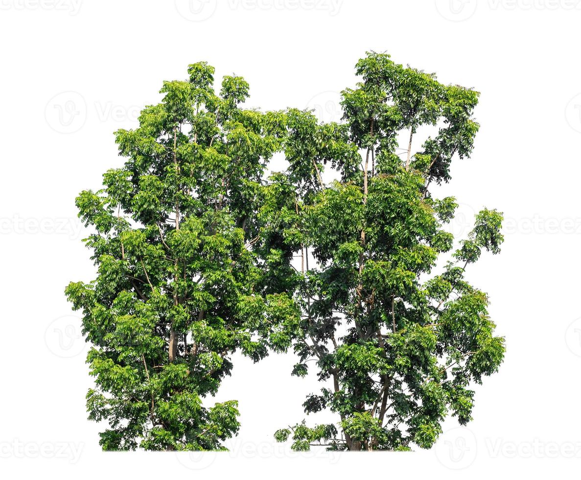 bush  that are isolated on a white background are suitable for both printing and web pages photo