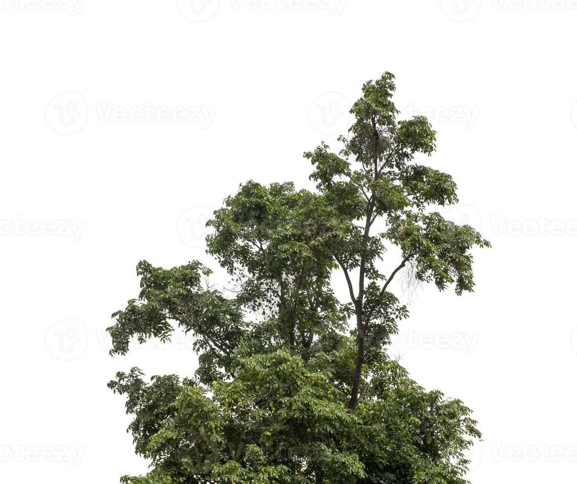 bush  that are isolated on a white background are suitable for both printing and web pages photo