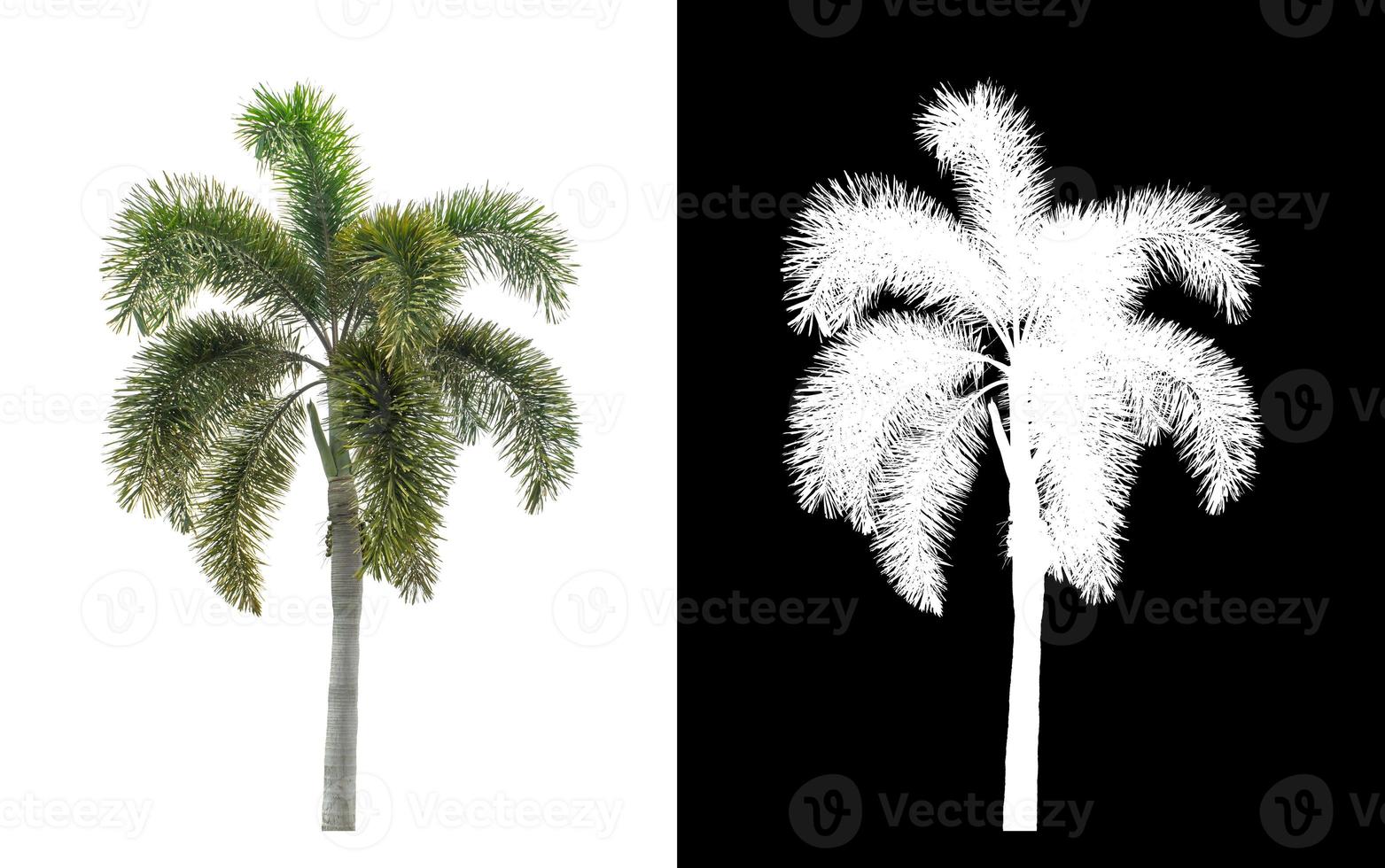 Green palm tree on white background with clipping path, single tree with clipping path and alpha channel on black background photo