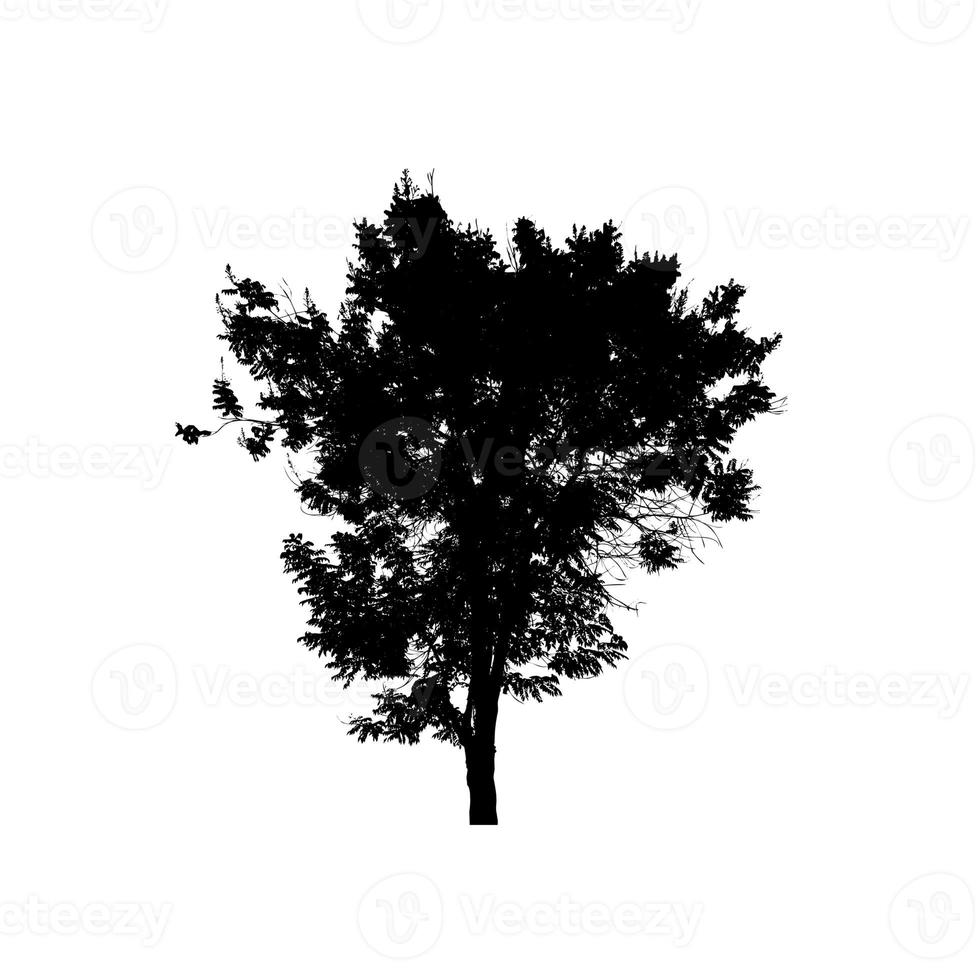 silueta de árbol para pincel sobre fondo blanco foto