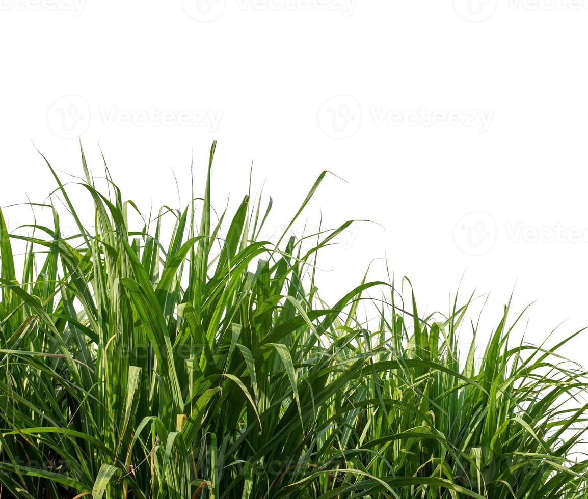 Sugar cane isolated on white background and cliping path photo