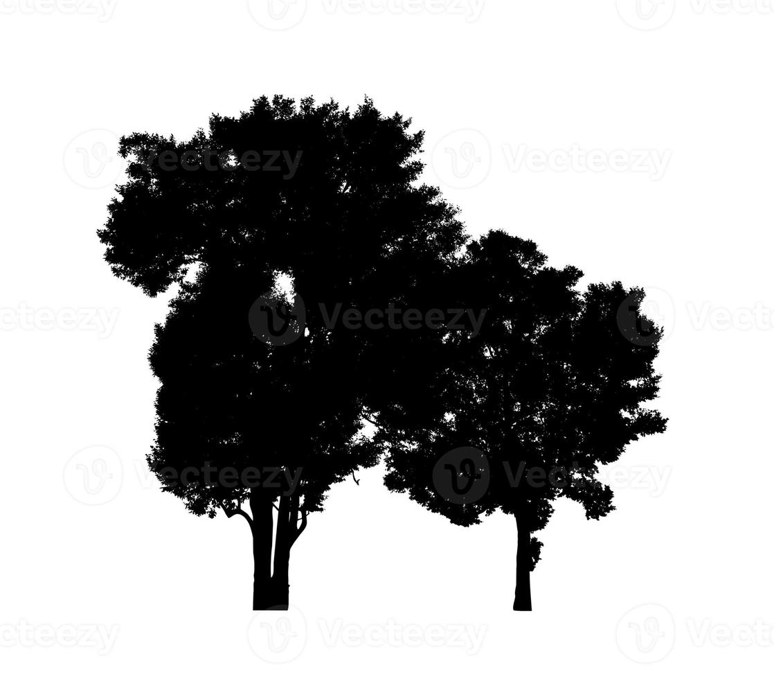 Tree silhouette for brush on white background photo