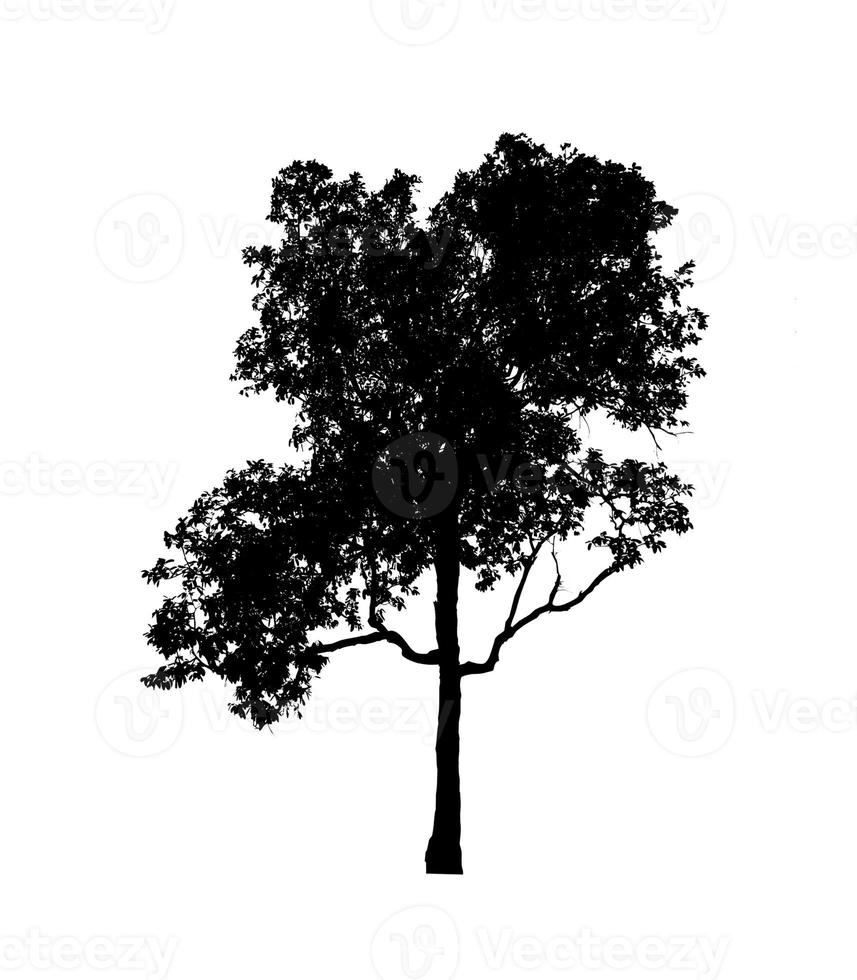 Tree silhouette for brush on white background photo